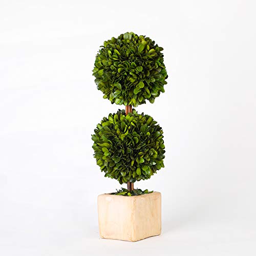 Real Preserved Boxwood Evergreen Potted Tree Globe Tree Topiary in