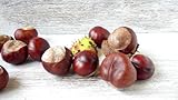 Conkers secos naturales para manualidades, castaño de indias, proyectos de bricolaje, decoraciones de otoño (50 piezas)