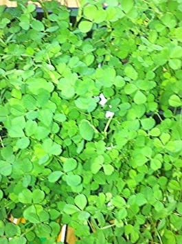zumari 45pcs Clover Seeds Irish/Trois Sheets/Shamrock Trifolium dubium Flower Seeds