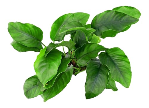 Image of Moss and More - ANUBIAS BARTERI 'Nana' - Easy Live Aquarium Plant