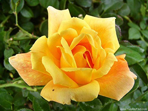 Rose Bush Sutters Gold, Garden Plants & Flowers