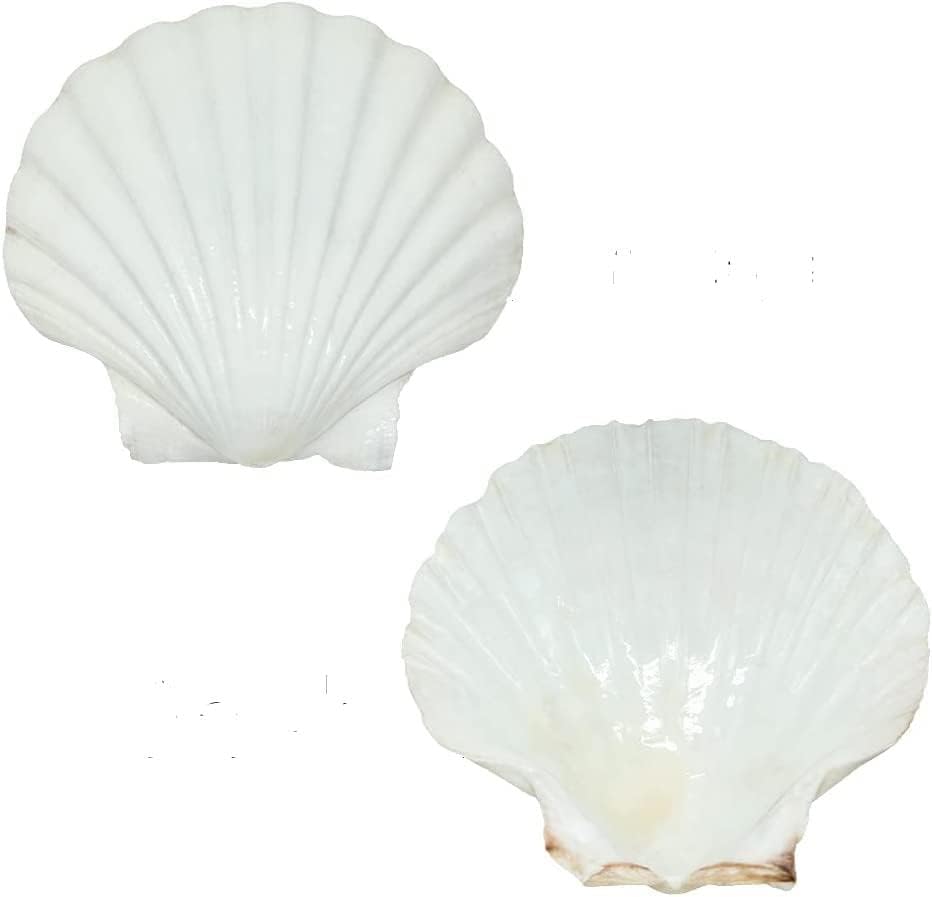 Miniatura 5 de 10 conchas de vieira grandes de 4 a 5 pulgadas, conchas de vieira blancas naturales de Sea Beach para decoración de manualidades
