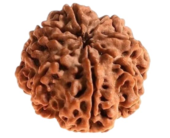 SreeGems Eight Face Rudraksha Original 8 मुखी नेपाली रुद्राक्ष Aath Mukhi Rudraksh Blessed By Lord Ganesha Real Rudraksha Beads For Men Women Jewellery-image-22