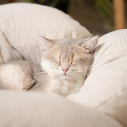 CheerPals Erhöhtes Katzenbett Blumenform, 55cm L&W Großes Katzensofa, Stilvoll Katzenstuhl mit Hochelastischer Weich Kissen, Katzenmöbel zum Schlafen für Alle Katze