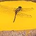 Amber,Artificial Amber Specimen Pendant Butterfly Scorpions Insects Amber Stone Ornament for Collection(Dragonfly)