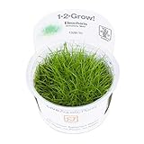 Tropica Eleocharis Acicularis 'Mini' 1-2-GROW!