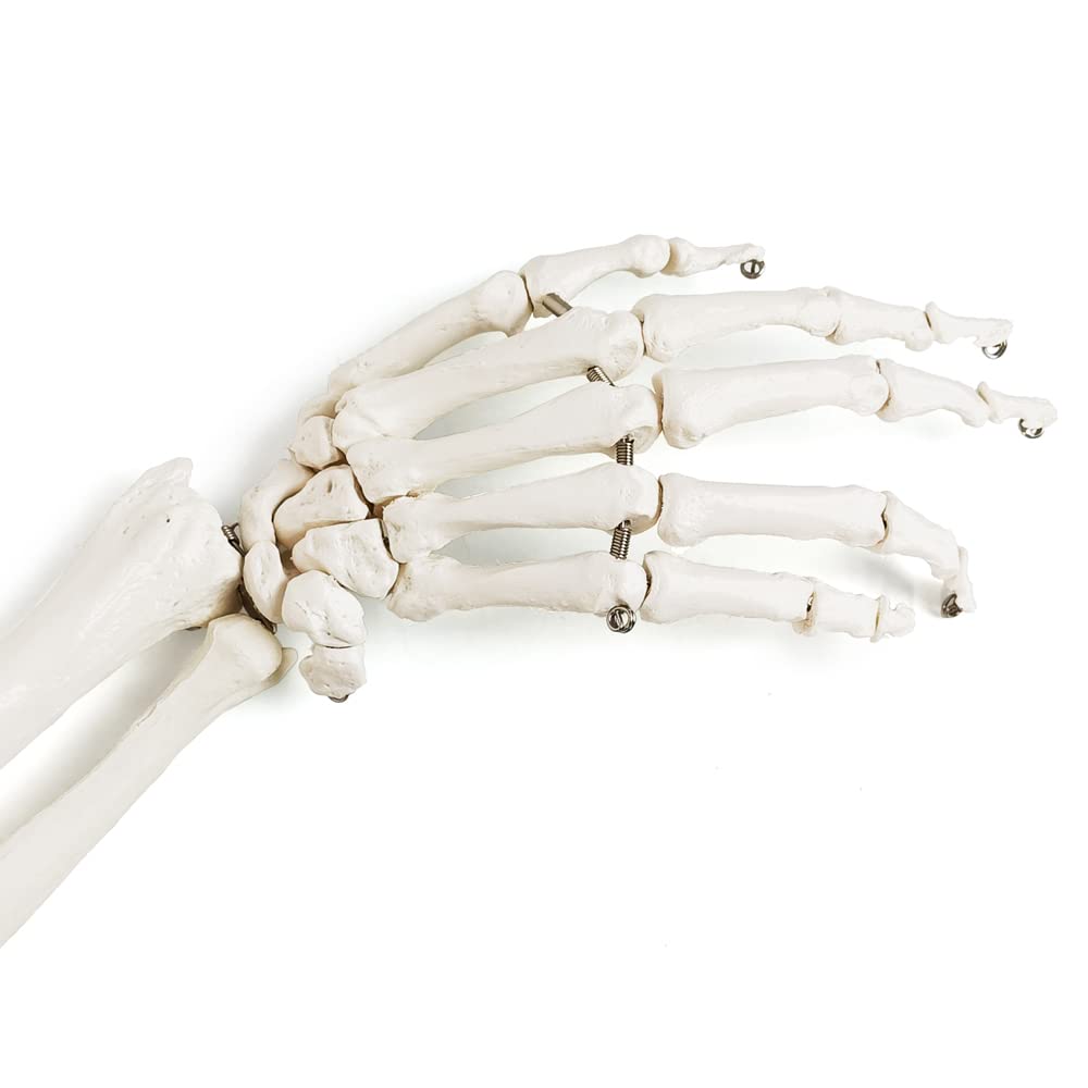 Modello scientifico di scheletro del braccio umano, braccio anatomico a grandezza naturale, scapolsi e ossa articolata della mano,Include manuale dettagliato del prodotto e garanzia di 3 anni