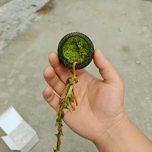スパイダーケイブ | マグネット式 ヤモリ クモ用 クライミングロープ,ムカデ 爬虫類 甲虫 ヤモリ トカゲ カエル コオロギ 飼育繁殖 セルフシェルター 生息環境