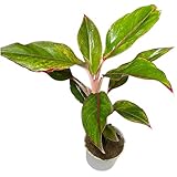 Red Lipstick Aglaonema Indoor Plant | Vibrant Decorative Home Office Balcony Plant | Low Water Low Light Houseplant