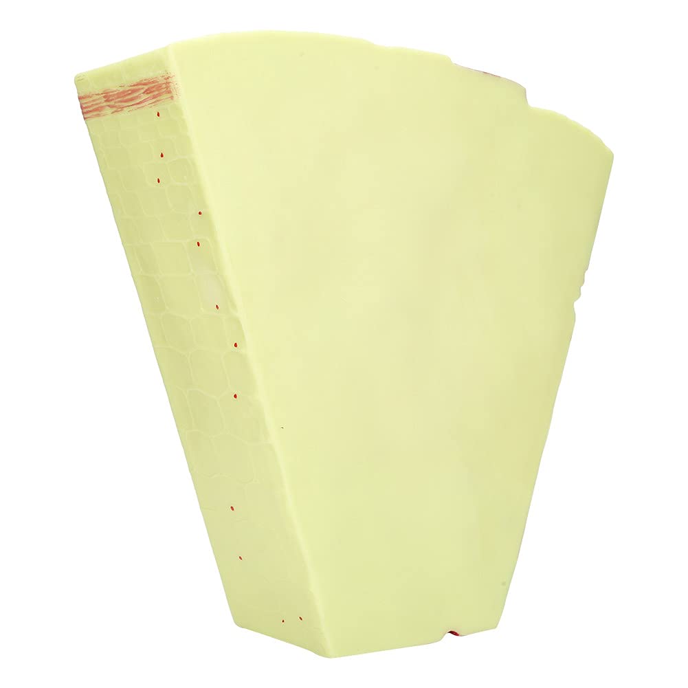Generic Monokotyledonen-Biologie-Stammmodell, Pädagogisches Lehrmodell für die Sekundarschule, PVC-Material, Pflanzenstrukturmodell