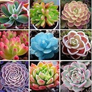 50 pc/sacchetto Succulente, semi Bonsai Fiore, piante in Vaso purificare l'aria, piante da interno di protezione Dalle radiazioni Bonsai Seeds 11: Only Seeds