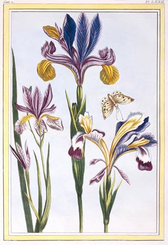 Peinture Iris Panaché Pierre Buchoz affiche d'art aux détails nets