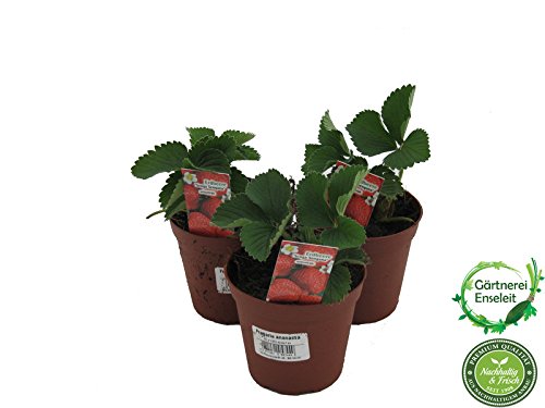 10 Erdbeerpflanzen Senga Sengana, Erdbeere, Erdbeerpflanze im 9cm Topf