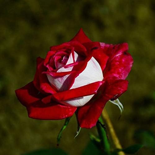 20 Abracadabra Rose Seeds,rare Color ,Osiria Rose Gorgeous Flower . The Lover Rose Seed Bonsai Planting Roses.