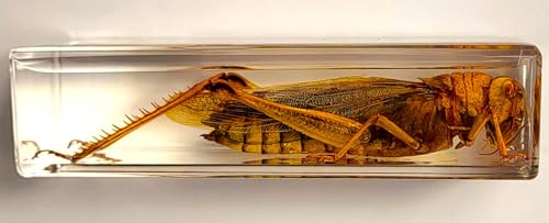 Image of 4.3 inch Large Real Golden Desert Locust in Crystal Clear Lucite Resin Specimen Preserved Insect Taxidermy Crafts Collection for Biology Science Education & Desk Ornament Display Supplies Paperweight