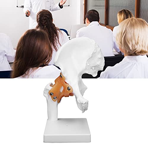 Image of Human Hip Joint Model with Ligaments, Ligament Bone Anatomical Model Professional Hip Bone Model Human Hip Joint Model Hip Joint Teaching Skeleton Bone Model for Classroom Education & Medical Training