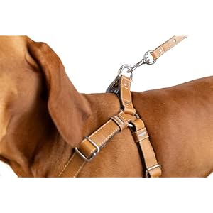 Personalized Leather Dog Harness - Custom Engraving - Handcrafted - Full Grain Leather (Vegetable Tanned) - Stainless Steel Hardware - Honey, Medium Personalized Leather Dog Harness – Custom Engraving – Handcrafted – Full Grain Leather (Vegetable Tanned) – Stainless Steel Hardware – Honey, Medium