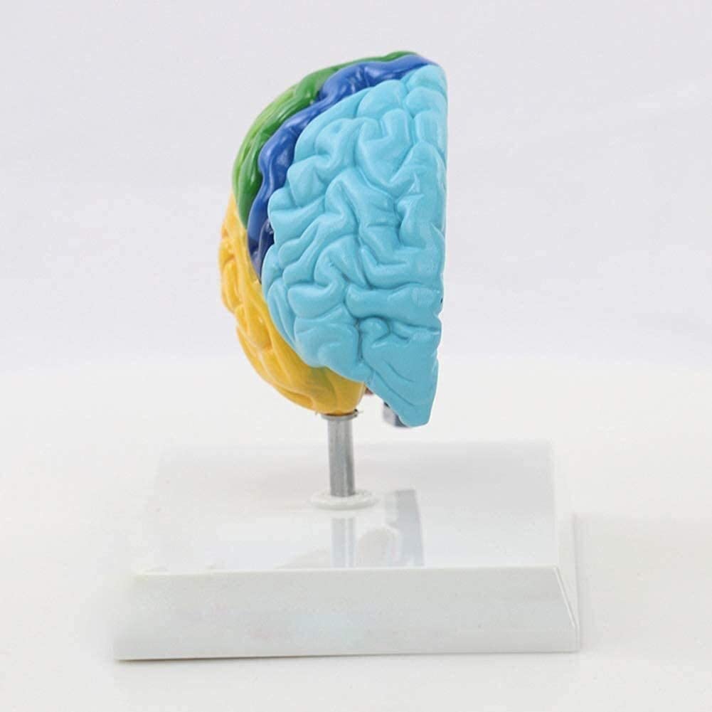 Modello Umano, metà Destra del Blocco del Cervello Umano Anatomia della Testa Adulta per Laboratorio Scientifico 1: 1 Ausili Didattici A Grandezza Naturale