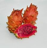 Frankies Red Dragon Fruit Sale Special Flesh Cutting 7 - 10 Inchs (2) Pieces