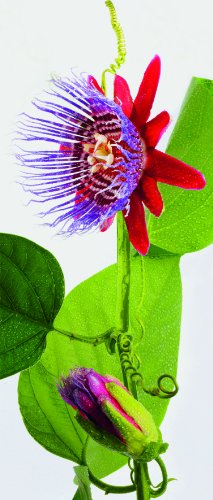 Preisvergleich Produktbild Ravensburger 15125 - Passionsblume - 170 Teile Puzzle