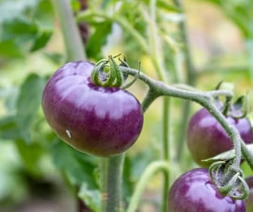 100 graines de tomates violettes