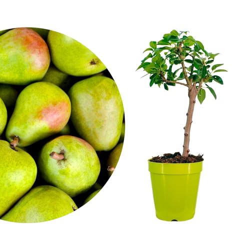 Meine Orangerie - Zwergobst Stämmchen Birne - Zwergbirne - mehrjähriger Birnenbaum - Höhe inkl. Topf ca. 70-90cm - winterhartes Birnenbäumchen für Garten, Balkon oder Terrasse im Ø22-24cm Topf