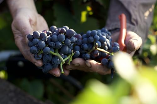 en vie d’éphémère Champagne | Champagner aus nachhaltigem Anbau, vegan, trocken, brut, fruchtig, 1x0,75l Flasche (1x 0,75l)