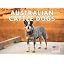 Australian Cattle Dog