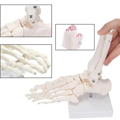 Image of Human Foot and Ankle Model Life Size Medical Anatomy Foot and Skeleton Model W /Tibia Fibula,Left,Fully Articulated for Medical Lectures & Science Study | W /Tibia Fibula,right,Fully Articulated for Medical Lectures ,Science Study and Decoration