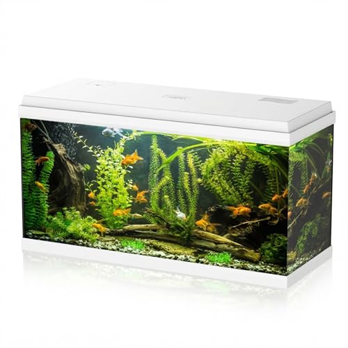 Aqpet Acquario in Vetro per Pesci tropicali Completo di Accessori