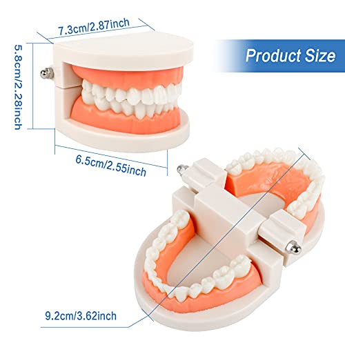 Tandmodel 2 stuks kinderen gebit model tandverzorging model demonstratie tool tanden model standaard