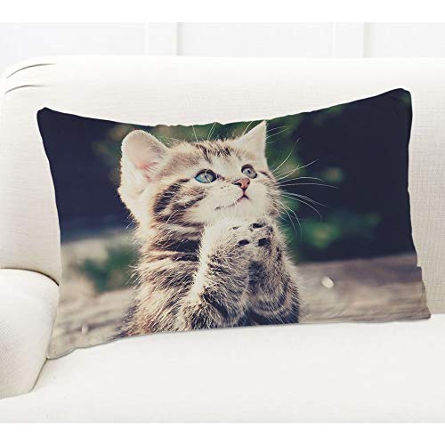 Ekobla Throw Pillow Cover Cat Animal Kitty Little Cute Kitten Funny Lovely Pet Blue Brown Big Eyes Fashion Decor Lumbar Pillow Case Cushion For Sofa Couch Bed Standard Queen Size 20X30 Inch #TOP4