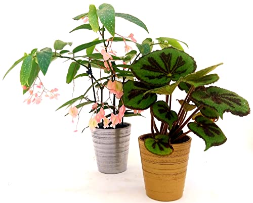 POWERS TO FLOWERS - BEGONIA TAMAYA, CORALLINA, e BEGONIA MASONIANA, IN VASO CERAMICA ORO ED ARGENTO, piante vere