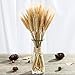 Yarlung 300 Stems 16 Inch Dried Wheat Sheaves, Natural Wheat Stalks Bundle Fall Arrangement for DIY Craft, Home Table, Wedding