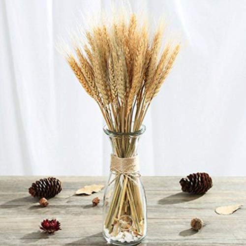 Yarlung 300 Stems 16 Inch Dried Wheat Sheaves, Natural Wheat Stalks Bundle Fall Arrangement for DIY Craft, Home Table, Wedding