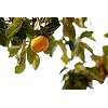 Fresh Persimmons- 5LBS