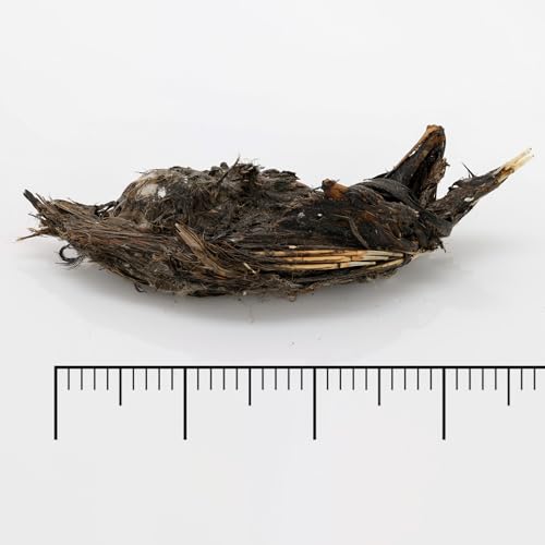 Image of P1A-50: Bargain Bucket, 50 JUMBO OWL Pellets with Teachers Guide and Bone Sorting Sheets