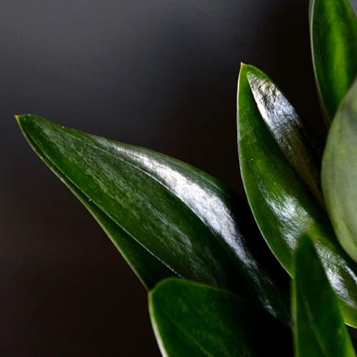 Scindapsus treubii Dark Form