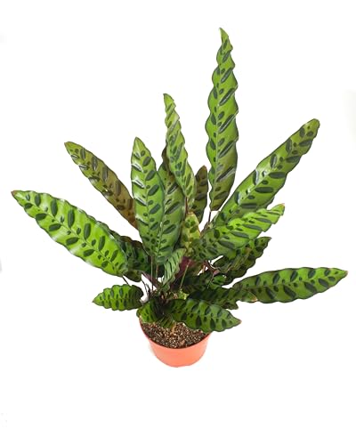 Shop Succulents Live Indoor Plant, Easy Care Tropical Houseplant in Nursery Pot, Air Purifying Plant in Soil, Housewarming, Trendy Home Décor, 1-2 Feet Tall - Image 5
