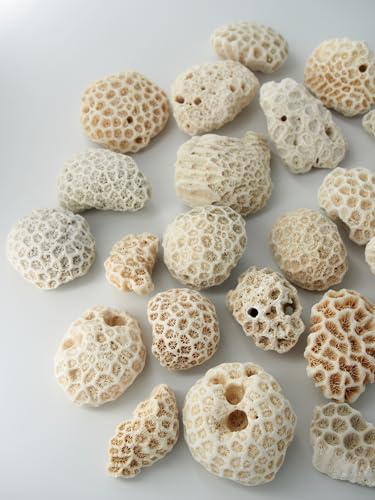 貝殻　サンゴ Amazon.co.jp: 【貝殻の問屋さん】サンゴ石【5cm前後/約1kg