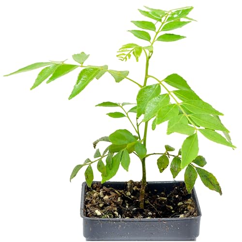 Murraya Koenigii Bergera Koenigii Sweet Neem Murraya Curry Leaf Plant Indian Curry Tree Outdoor or Houseplant Culinary Bonsai with Fragrant Leaves Cnt Sz: 3
