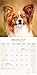 Papillon 2026 Calendar | Square Wall Calendar | Dog Breed Gift | Plastic Free Packaging | by Avonside Publishing