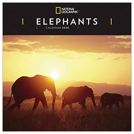 Elephants National Geographic Square Wall Calendar 2020