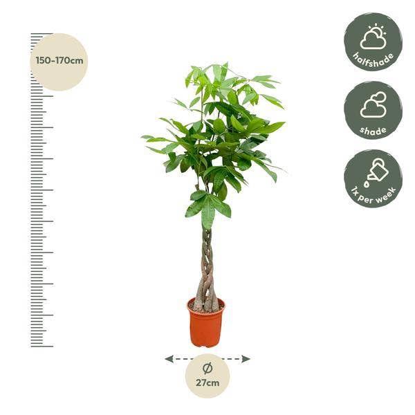 Pachira Aquatica - 150cm - Ø27