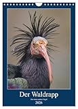 Der Waldrapp - Der etwas andere Vogel (Wandkalender 2026 DIN A4 hoch), CALVENDO...