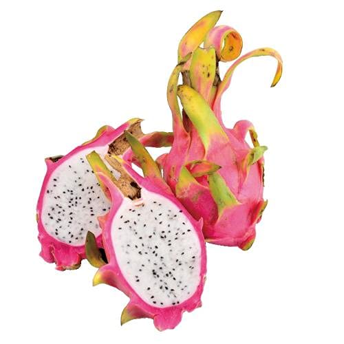 ���C�t�R�[�|���[�V���� �x�g�i���Y �h���S���t���[�c(��) 1��