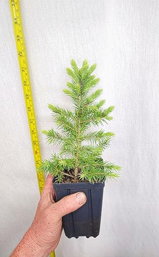 Black Hills Spruce Four Year Old Tree. Picea glanca VAR densata. Mariana. Landscape or Bonsai Ready.