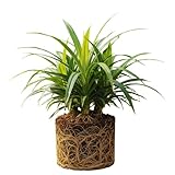 Pandan Plant Live for Garden, Rooted Pandan Live Plant for Garden, 4 to 6 Inches Tall