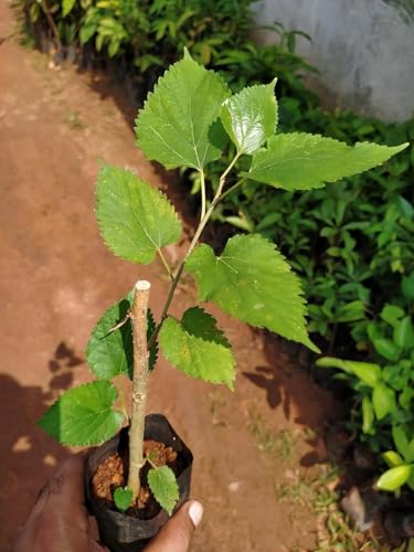 Image of Thai mulberry live plant /All Time Mulberry /Shahtoot Fruit (Cutting /Grafted) Live Plant pack of 1 ap299