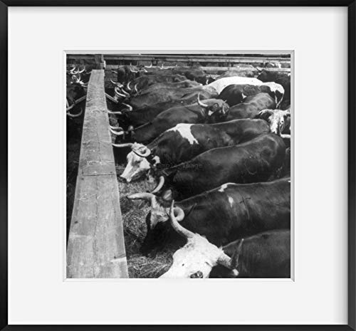 INFINITE PHOTOGRAPHS Photo: A lot of Sleek Steers - Food for All Continents,Stock Yards,Chicago